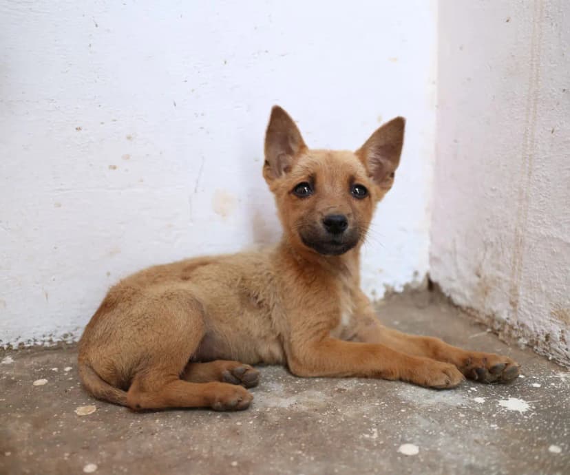 Técnicas de rescate y rehabilitación de perros y gatos en abandono