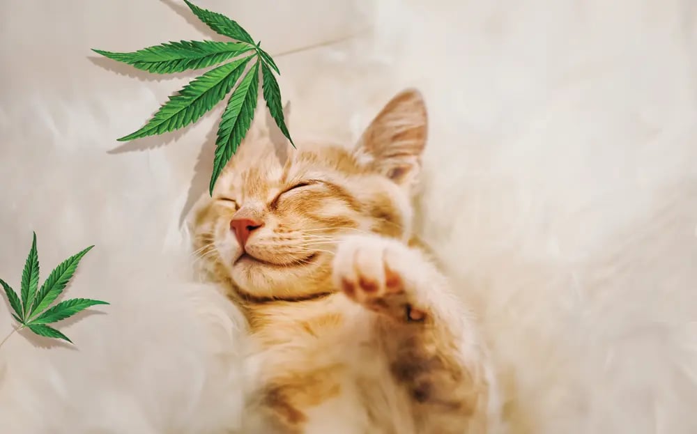 Los beneficios del CBD para tu mascota