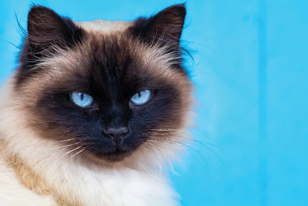 Himalayo: Elegancia y dulzura en un solo gato
