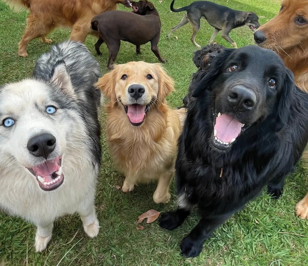 ¿La raza define a mi perro?