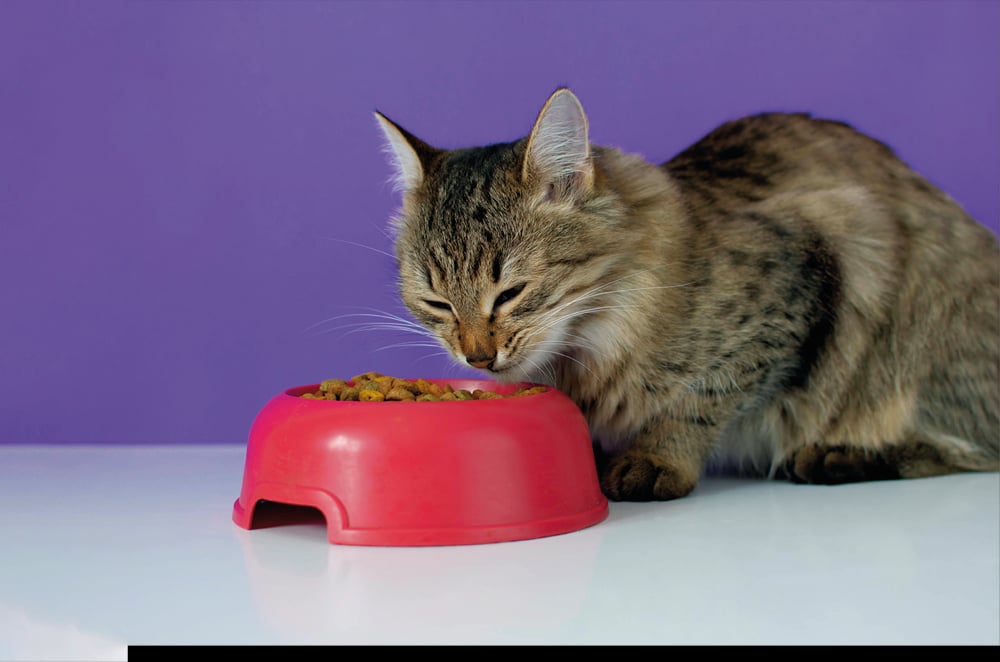  ¿Los gatos solo deben comer alimento seco? 
