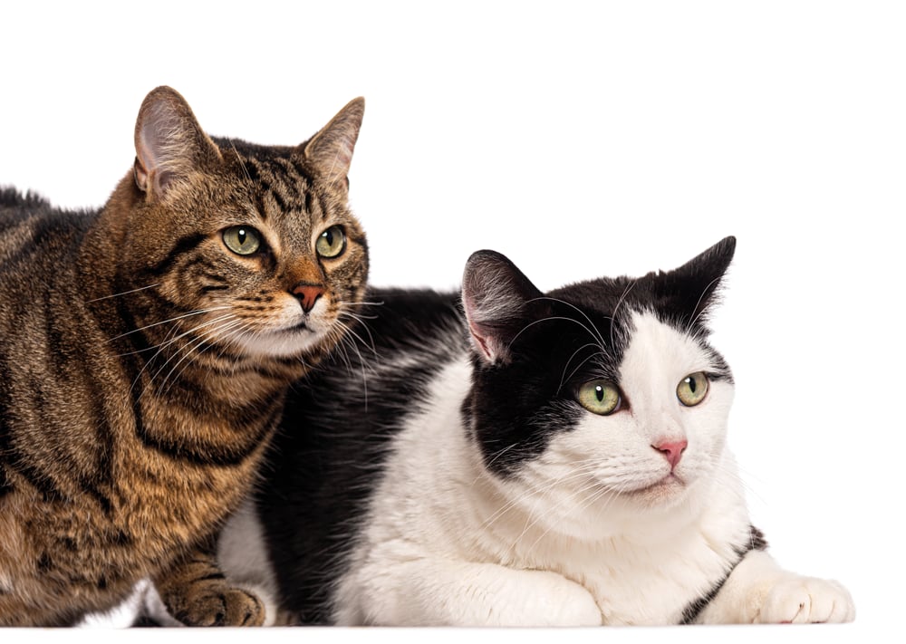 El gato no es un perro pequeño