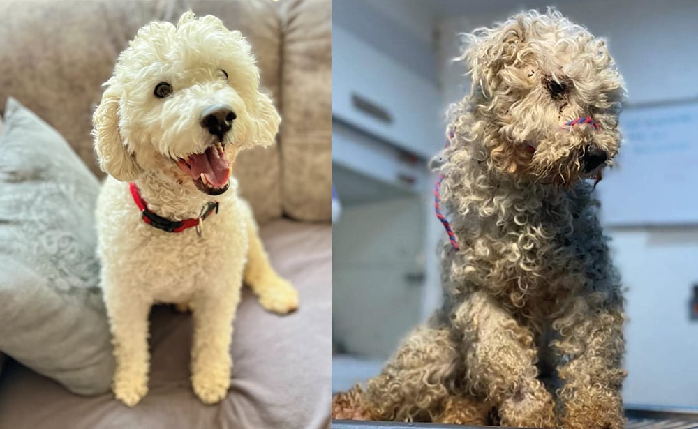 Snoopy: Un milagro peludo en el camino