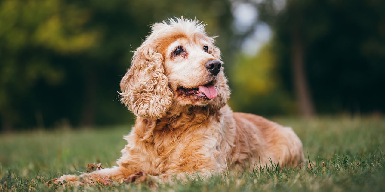 Cuidado de mascotas geriátricas: guía completa para los “años dorados” de perros y gatos