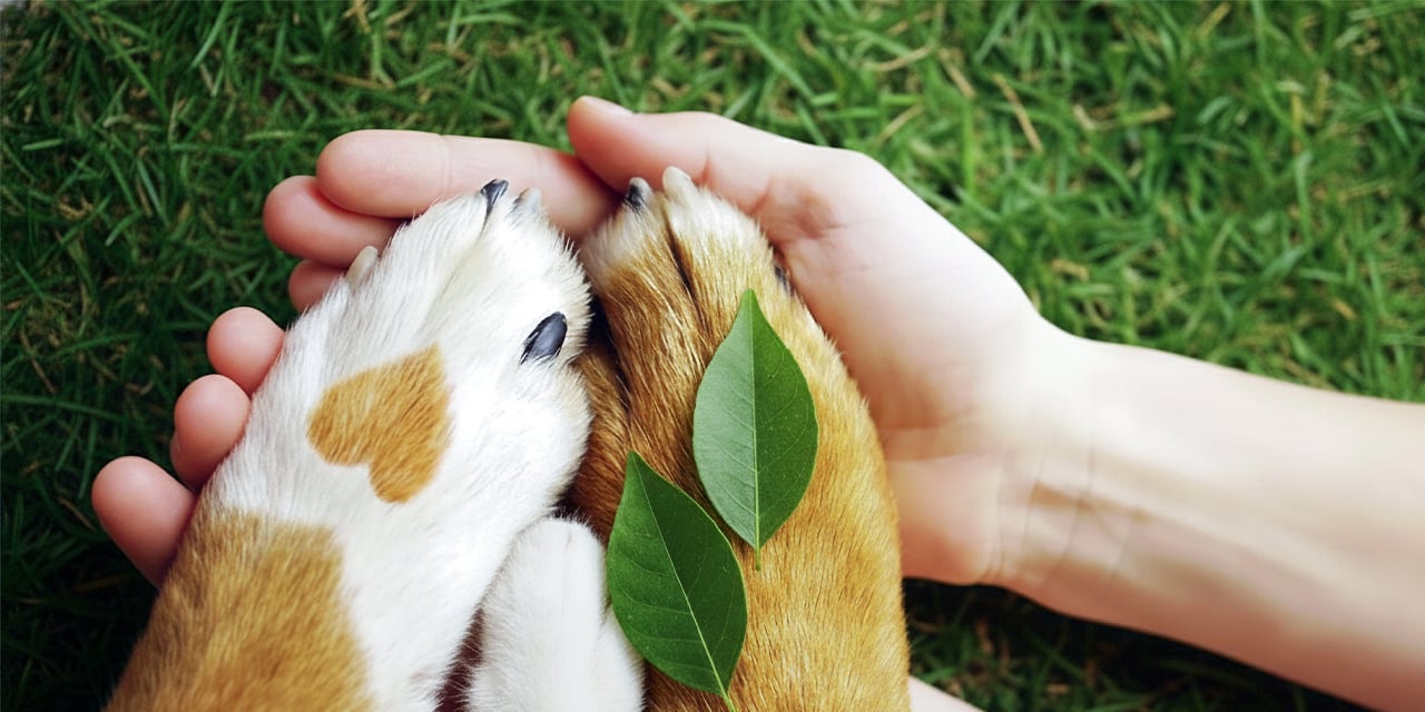 Quito será el epicentro del One Welfare Pet Summit 2026