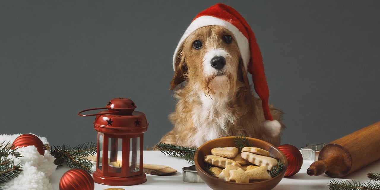 Recetas navideñas para consentir a tu mascota