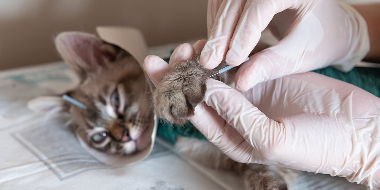Acupuntura en perros y gatos