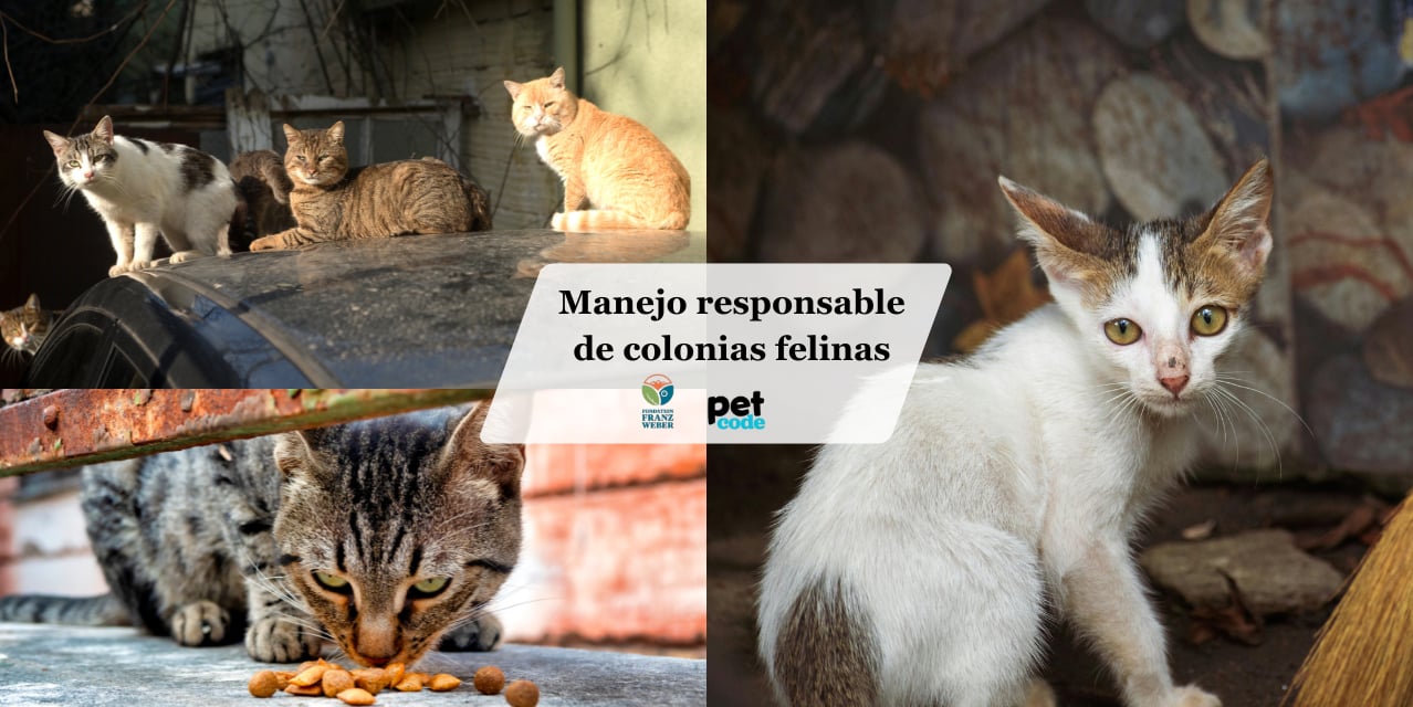 Método TNR en gatos: la estrategia ética que sí ayuda a controlar colonias felinas