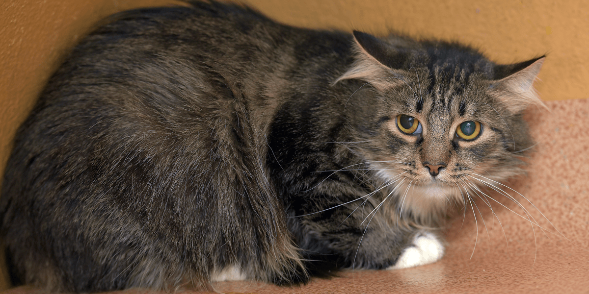 Ansiedad en gatos: cómo reconocer las señales (antes de que sea demasiado tarde)