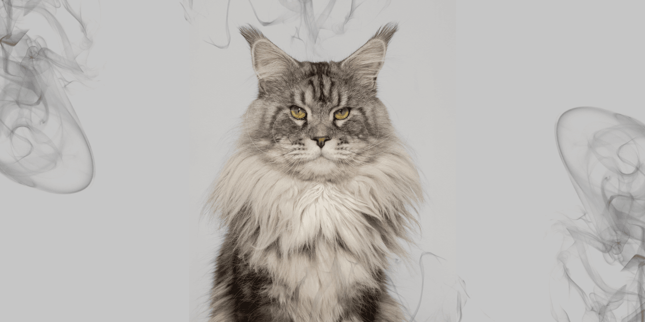 Maine Coon: Los gigantes felinos que enamoran