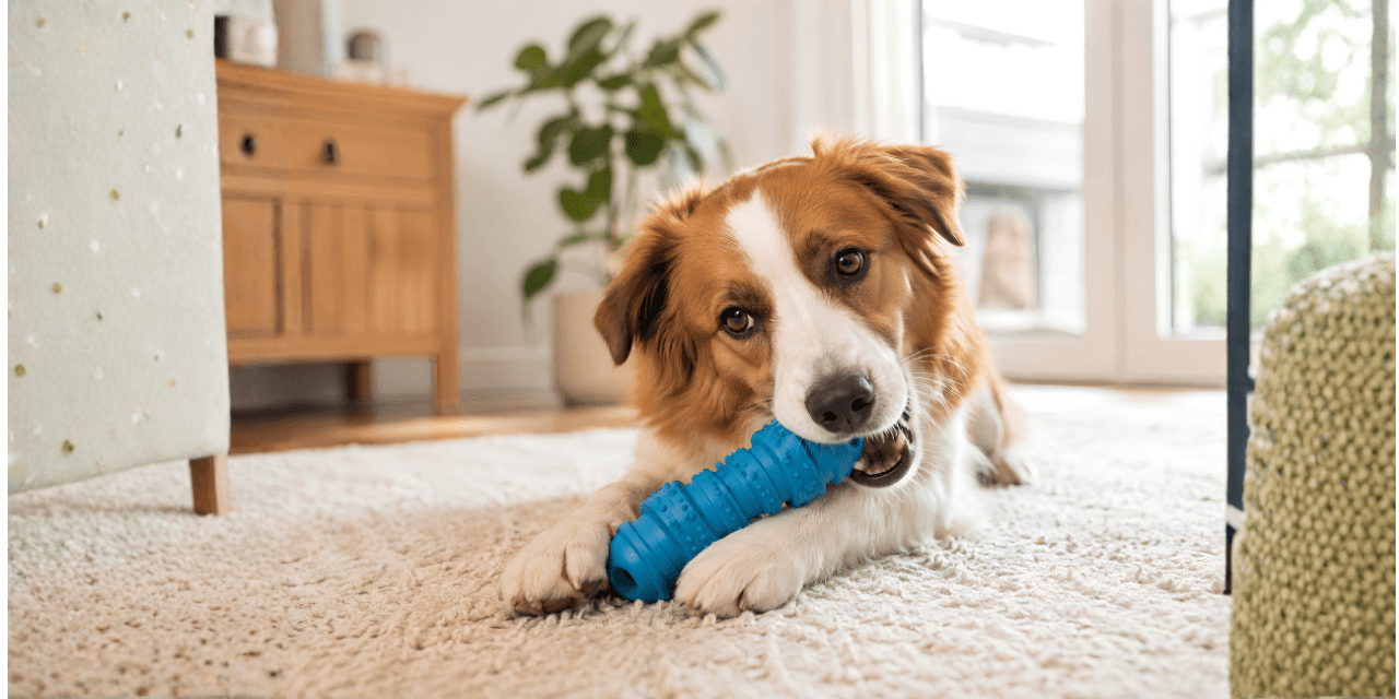 ¿Los perros pueden comer huesos? Beneficios, riesgos y recomendaciones veterinarias