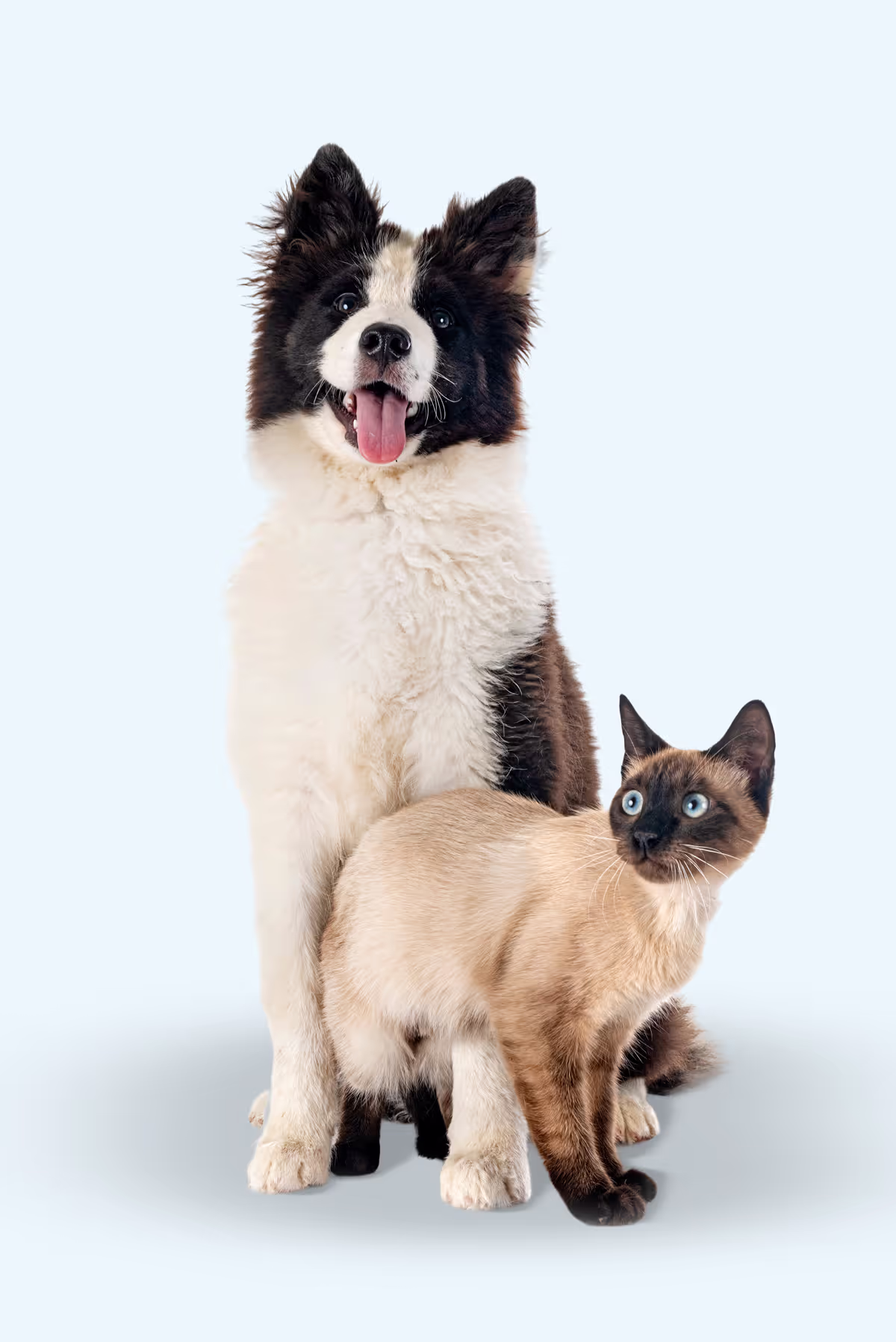 Términos y condiciones PetCode